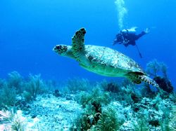 A Hawksbill turtle with a diver at the The South Water Ca... by Martin Spragg 